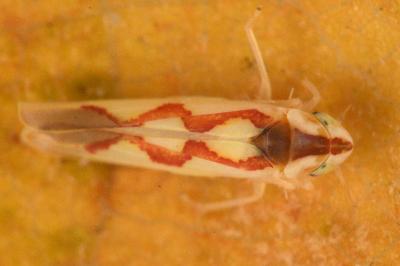 <i>Zygina flammigera</i>