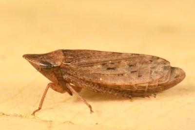 <i>Aphrodes makarovi</i>