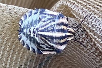 <i>Graphosoma italicum</i>