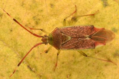 <i>Pantilius tunicatus</i>