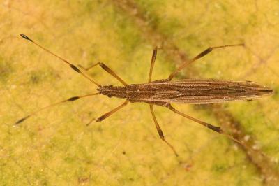 <i>Berytinus minor</i>