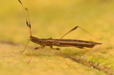 <i>Berytinus minor</i>