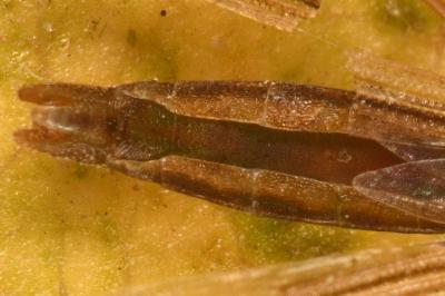 <i>Berytinus minor</i>