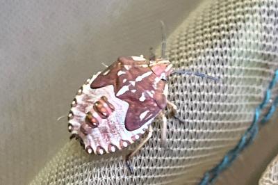 <i>Carpocoris purpureipennis</i>