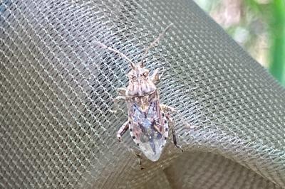 <i>Stictopleurus</i>