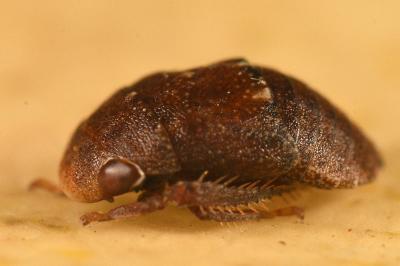 <i>Penthimia nigra</i>