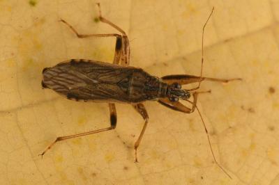 <i>Himacerus major</i>