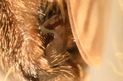<i>Himacerus major</i>