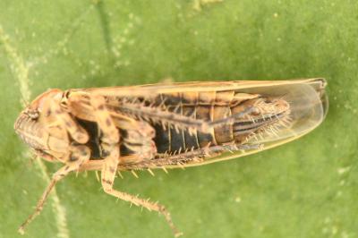 <i>Psammotettix</i>