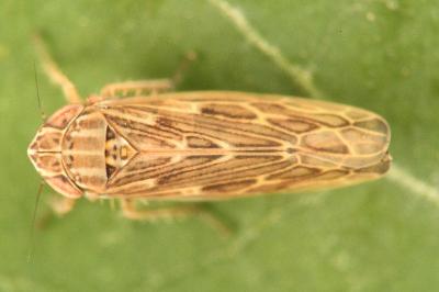 <i>Psammotettix</i>