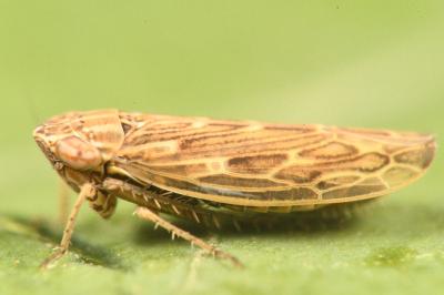 <i>Psammotettix</i>