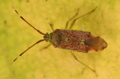 <i>Pantilius tunicatus</i>
