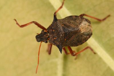 <i>Picromerus bidens</i>