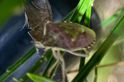 <i>Dolycoris baccarum</i>