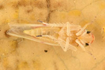 <i>Zygina lunaris</i>