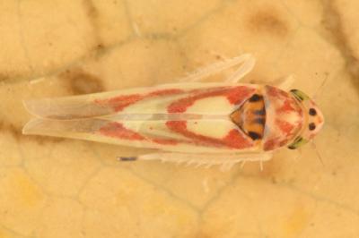 <i>Zygina lunaris</i>