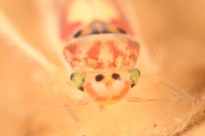 <i>Zygina lunaris</i>