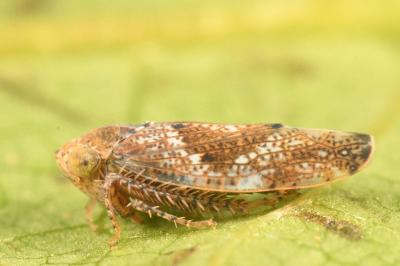 <i>Hishimonus</i>