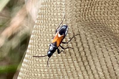 <i>Pterotmetus staphyliniformis</i>