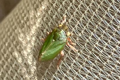 <i>Tettigometra virescens</i>