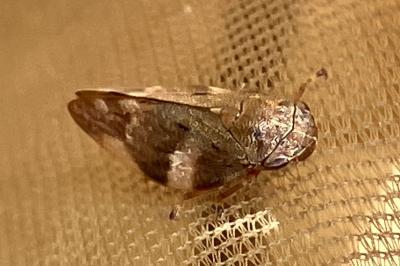 <i>Aphrophora alni</i>