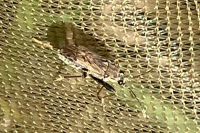 <i>Peritrechus</i>