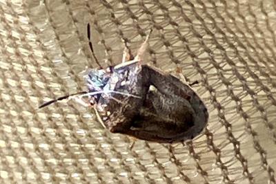 <i>Neottiglossa leporina</i>