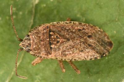 <i>Emblethis denticollis</i>