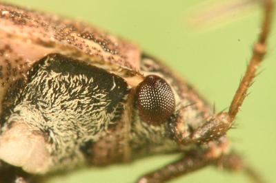 <i>Emblethis denticollis</i>