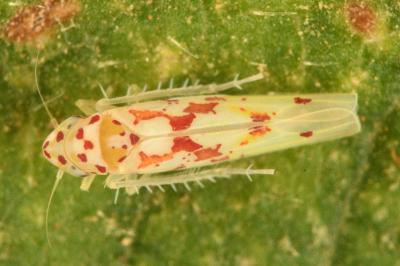 <i>Zygina rorida</i>