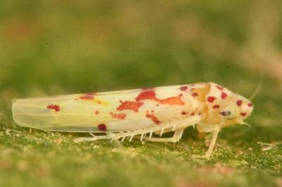 <i>Zygina rorida</i>