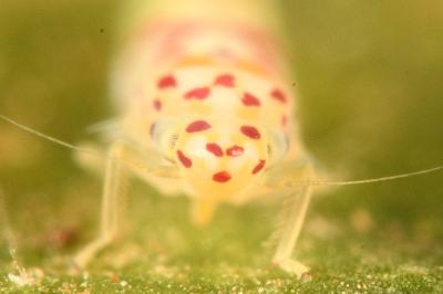 <i>Zygina rorida</i>