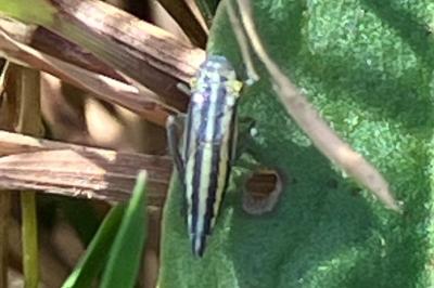 <i>Cicadella viridis</i>