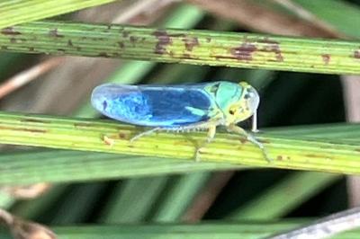 <i>Cicadella viridis</i>