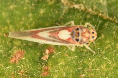 <i>Zygina lunaris</i>