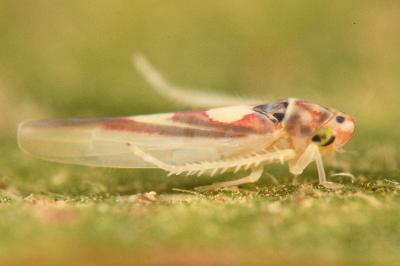 <i>Zygina lunaris</i>