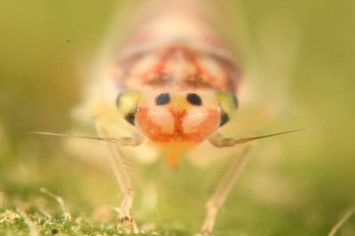 <i>Zygina lunaris</i>
