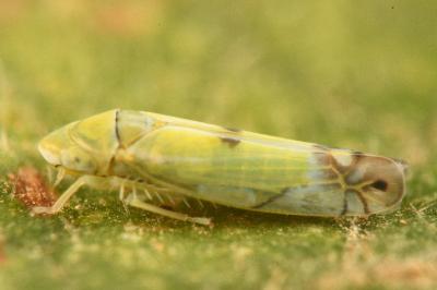 <i>Zyginella pulchra</i>