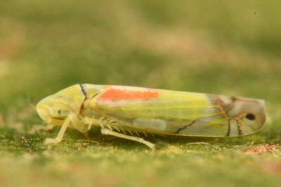 <i>Zyginella pulchra</i>