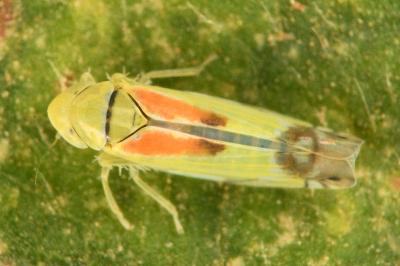 <i>Zyginella pulchra</i>