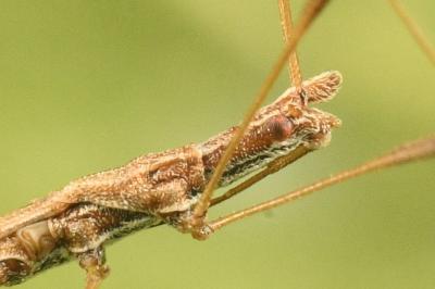 <i>Neides tipularius</i>