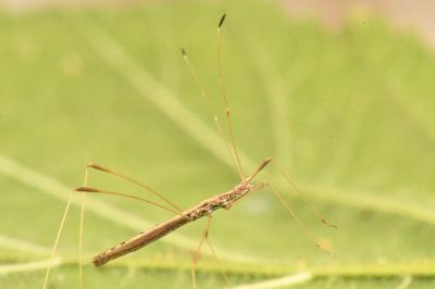 <i>Neides tipularius</i>
