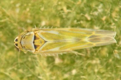 <i>Frutioidia bisignata</i>