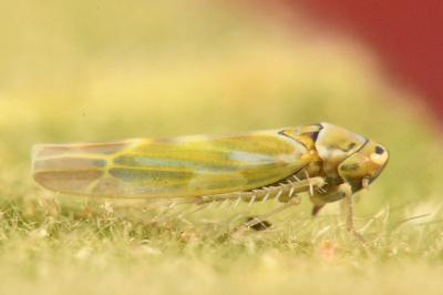 <i>Frutioidia bisignata</i>