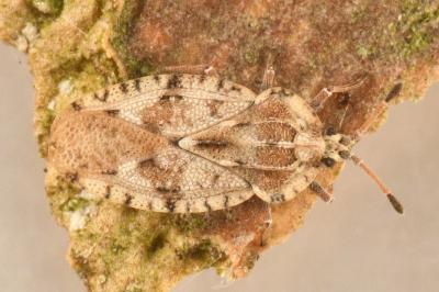 <i>Tingis cardui</i>