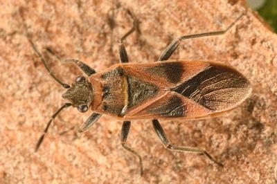 <i>Arocatus roeselii</i>