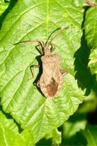 <i>Coreus marginatus</i>