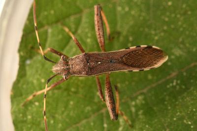 <i>Camptopus lateralis</i>