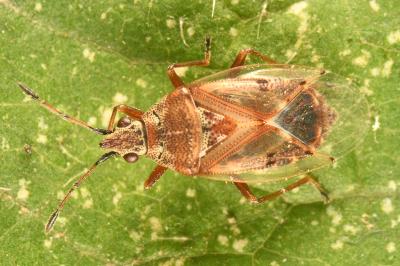 <i>Kleidocerys resedae</i>