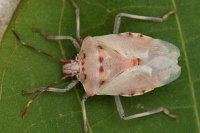 <i>Halyomorpha halys</i>